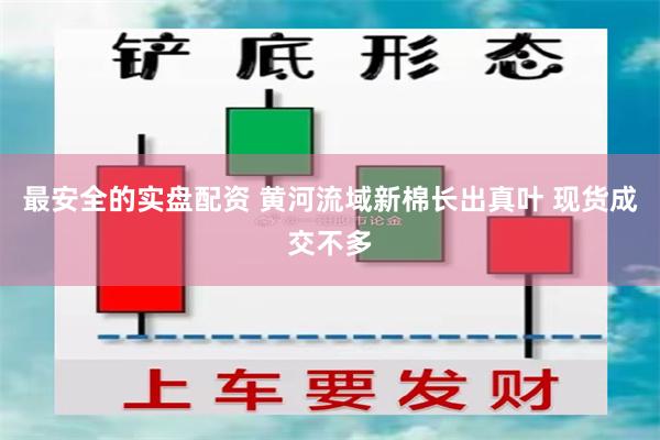 最安全的实盘配资 黄河流域新棉长出真叶 现货成交不多